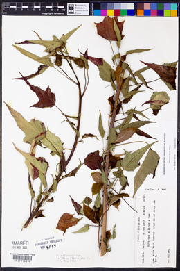 Hibiscus laevis image