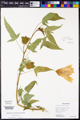 Hibiscus laevis image