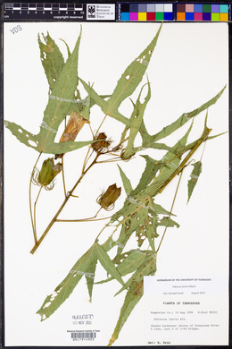 Hibiscus laevis image