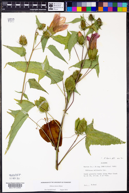 Hibiscus laevis image