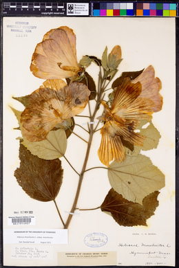 Hibiscus moscheutos image