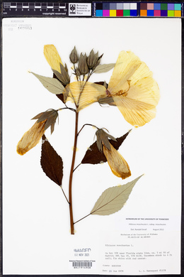 Hibiscus moscheutos image