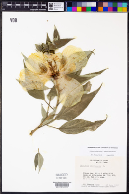 Hibiscus moscheutos image