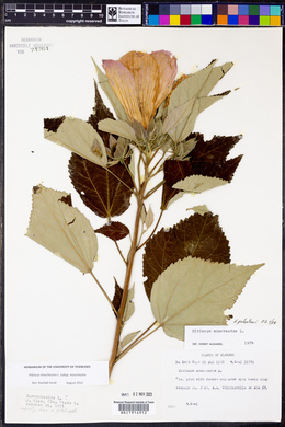 Hibiscus moscheutos image