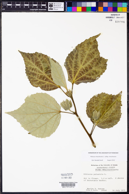 Hibiscus moscheutos image