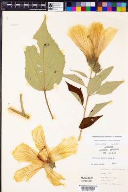 Hibiscus moscheutos image