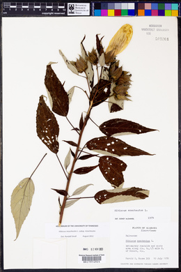 Hibiscus moscheutos image