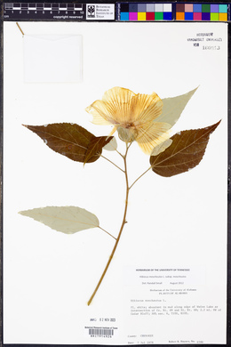 Hibiscus moscheutos image