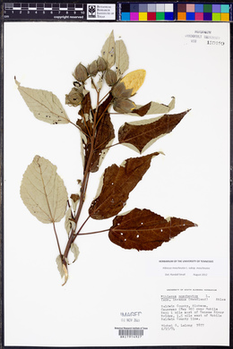 Hibiscus moscheutos image