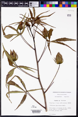 Hibiscus coccineus image