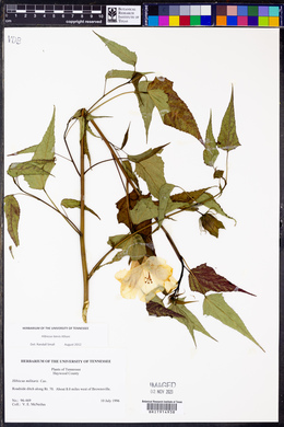 Hibiscus laevis image