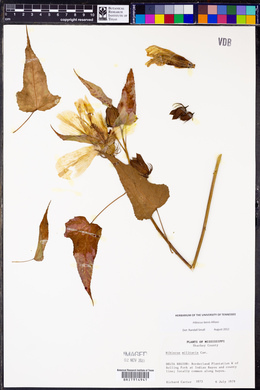 Hibiscus laevis image