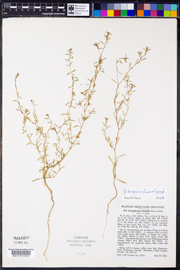 Gayophytum decipiens image