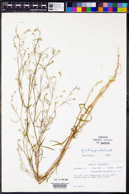 Gayophytum heterozygum image