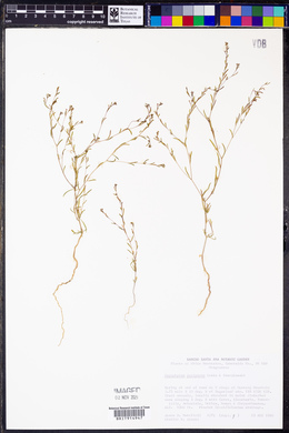 Gayophytum decipiens image