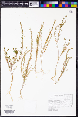 Gayophytum decipiens image