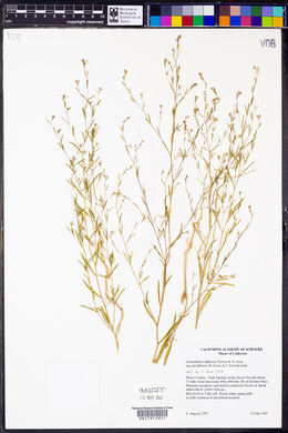 Gayophytum diffusum image