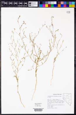 Gayophytum diffusum image