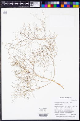 Gayophytum diffusum image