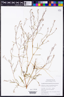 Gayophytum heterozygum image