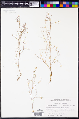 Gayophytum ramosissimum image