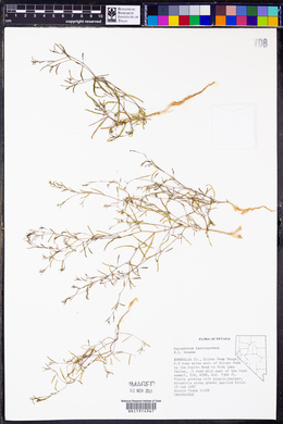 Gayophytum diffusum image