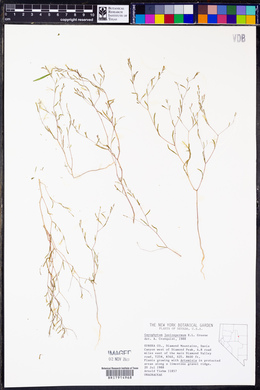 Gayophytum diffusum image