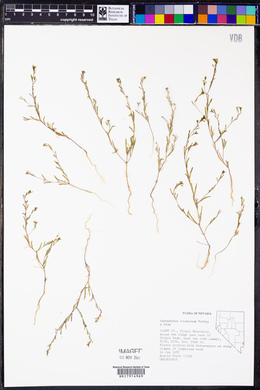 Gayophytum racemosum image