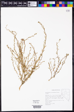 Gayophytum racemosum image