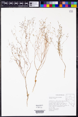 Gayophytum ramosissimum image