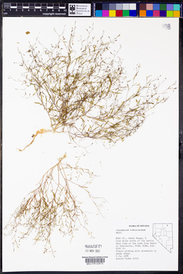 Gayophytum ramosissimum image