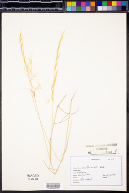 Aristida purpurea var. wrightii image