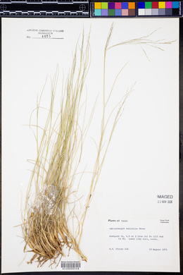 Muhlenbergia setifolia image