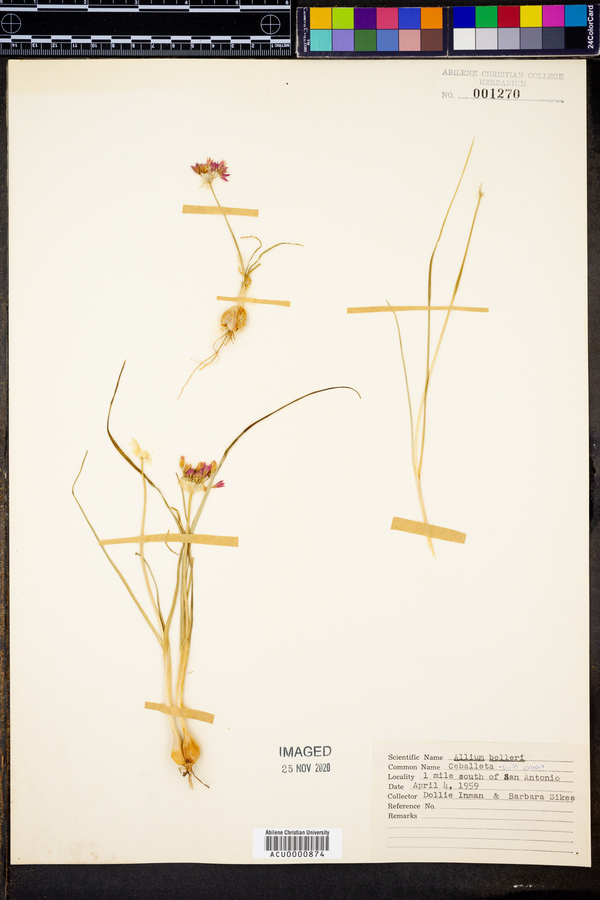 Allium drummondii image
