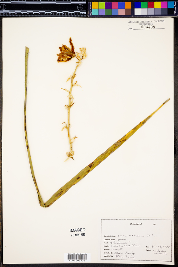 Yucca arkansana image