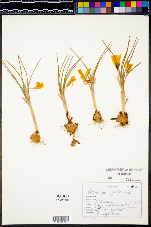 Sternbergia vernalis image