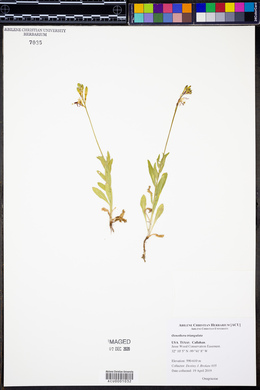 Oenothera triangulata image