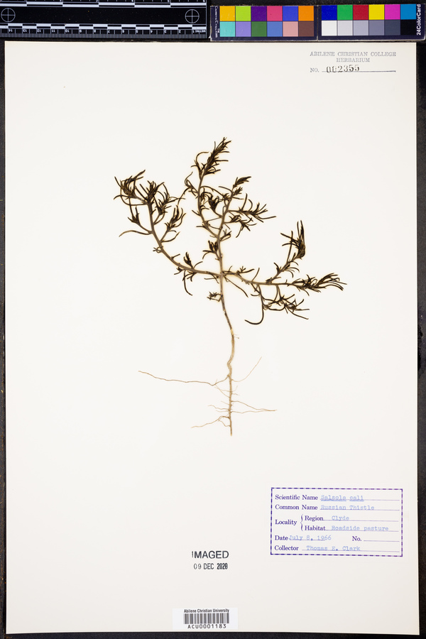 Salsola kali image