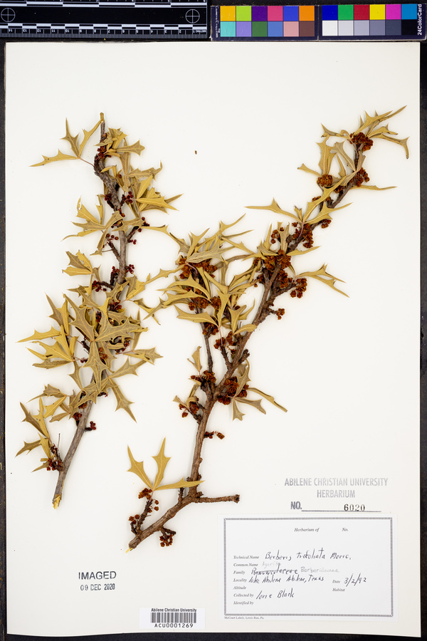 Mahonia trifoliata image
