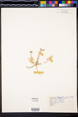 Physaria gracilis image