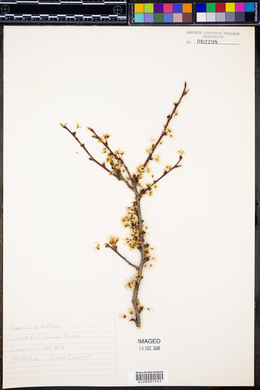 Prunus umbellata var. tarda image