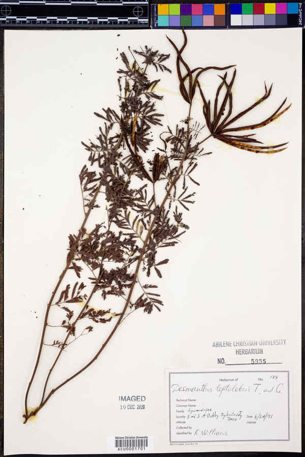 Desmanthus leptolobus image