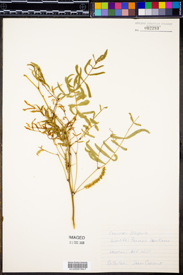 Prosopis juliflora image