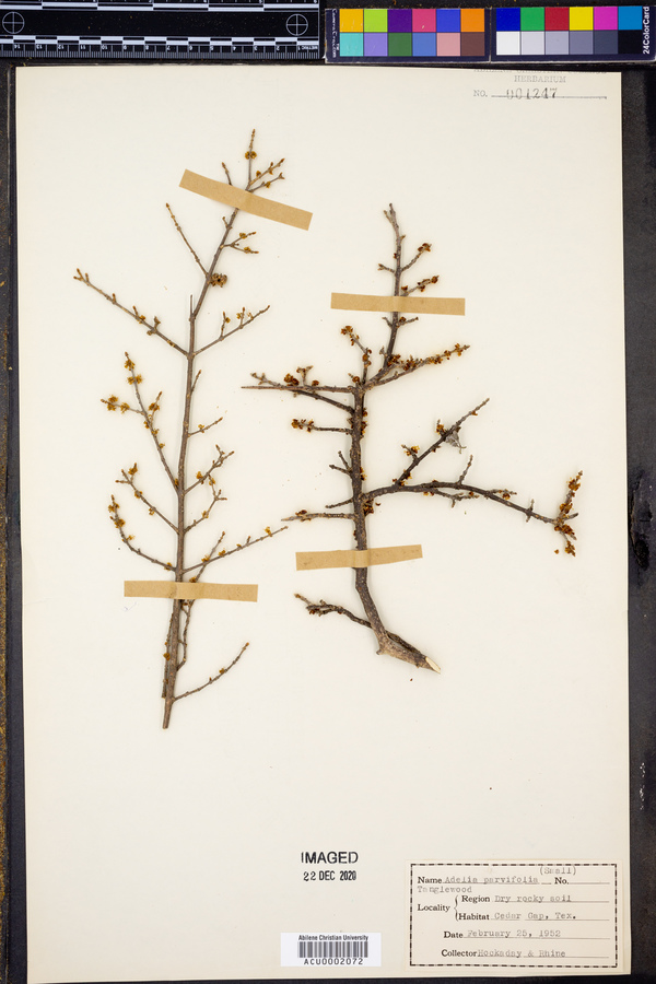 Forestiera pubescens var. parvifolia image