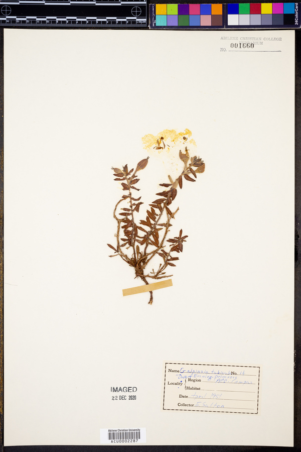 Oenothera tubicula subsp. tubicula image