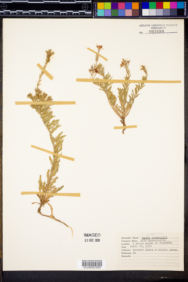 Oenothera xenogaura image