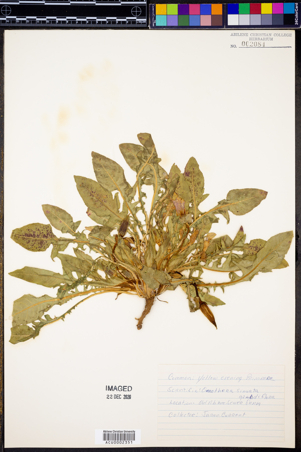 Oenothera laciniata var. grandiflora image