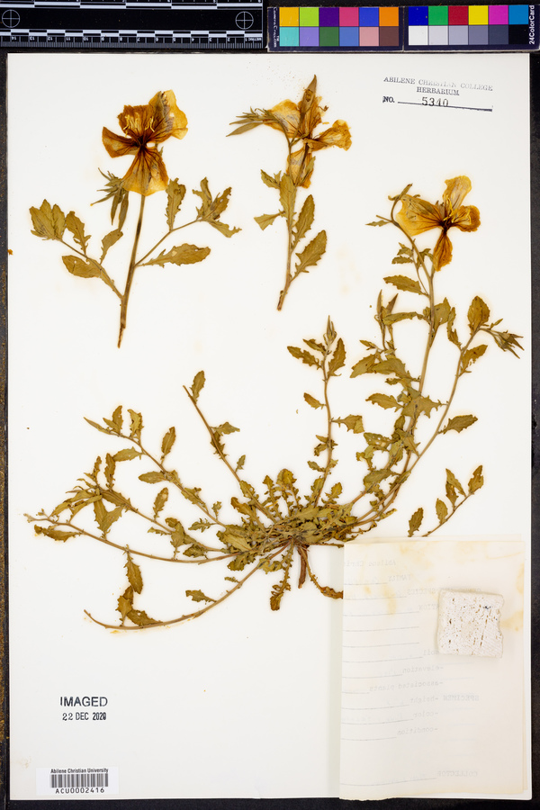 Oenothera tetragona var. hybrida image