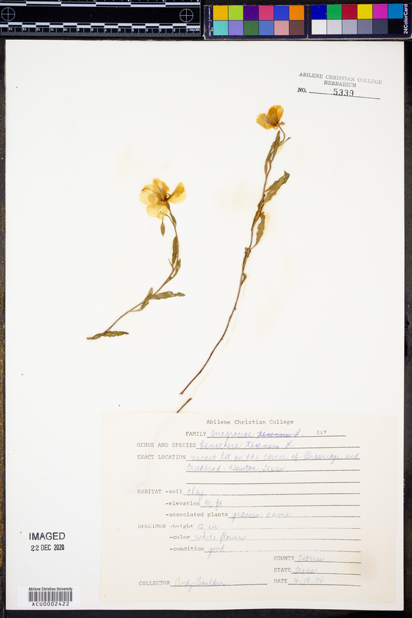 Oenothera texensis image