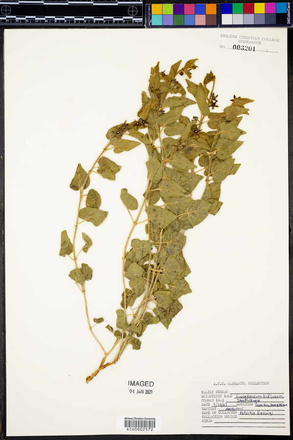 Chthamalia biflora image